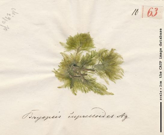 Bryopsis cupressoides_63.jpg